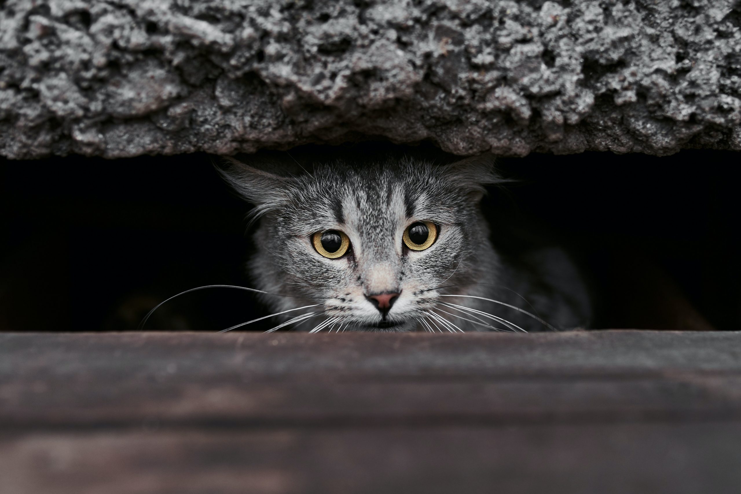 Кошек замуровали в подвале. Что делать? - Полезные материалы